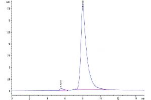 The purity of Human EDA2R is greater than 95 % as determined by SEC-HPLC. (Ectodysplasin A2 Receptor Protein (EDA2R) (AA 1-138) (Fc Tag))