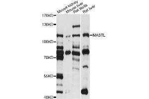 Western blot analysis of extracts of various cell lines, using MASTL antibody (ABIN6293357) at 1:1000 dilution. (MASTL Antikörper)