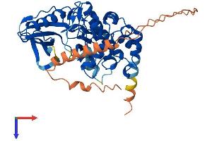 MYLK4 Protein (AA 1-388) (His tag)