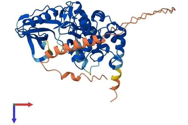 MYLK4 Protein (AA 1-388) (His tag)