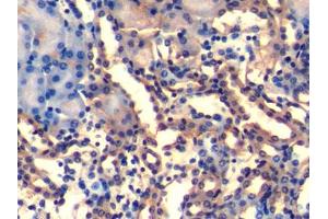 DAB staining on IHC-P; Samples: Mouse Kidney Tissue (UQCRB Antikörper  (AA 3-111))