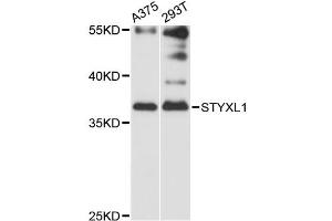 Western blot analysis of extracts of various cell lines, using STYXL1 antibody (ABIN6293878) at 1:3000 dilution.