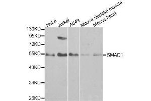 Western blot analysis of extracts of various cell lines, using SMAD1 antibody. (SMAD1 Antikörper  (AA 20-240))