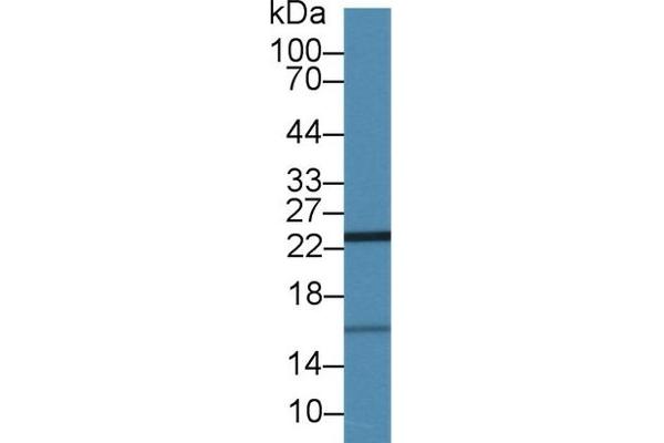 ISG15 anticorps  (AA 2-157)
