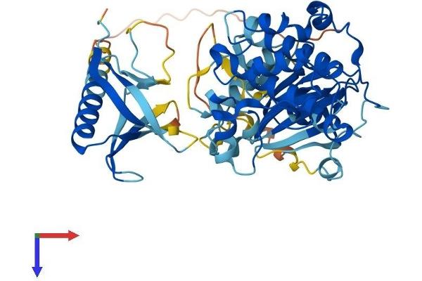 AKT1 Protein (AA 1-480) (His tag)