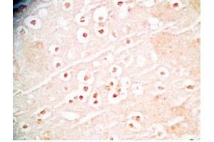 Mouse brain tissue was stained by Rabbit Anti-Augurin Prepro (108-132) (Human) Antibody (C2orf40 Antikörper  (Preproprotein))