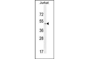 Western blot analysis of SELPLG Antibody (C-term) Cat. (SELPLG Antikörper  (C-Term))