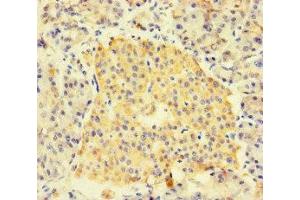 Immunohistochemistry of paraffin-embedded human pancreatic tissue using ABIN7153002 at dilution of 1:100 (FNIP1 Antikörper  (AA 221-508))