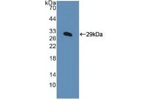 Western blot analysis of recombinant Human KPNa1. (KPNA1 Antikörper  (AA 239-506))