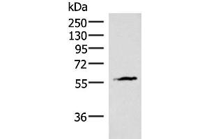 Western blot analysis of Mouse heart tissue lysate using INSM2 Polyclonal Antibody at dilution of 1:400 (INSM2 Antikörper)