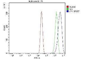 Flow Cytometry analysis of A431 cells using anti-YY1 antibody (ABIN7603000).
