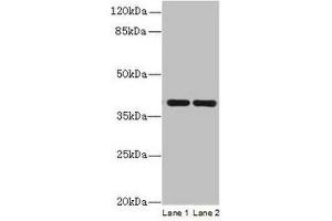 Western blot All lanes: CCDC42 antibody at 0. (CCDC42 Antikörper  (AA 1-242))
