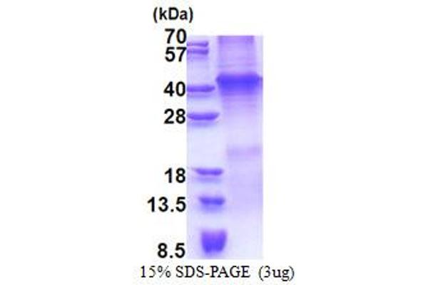 WNT7A Protein (AA 32-349) (His tag)