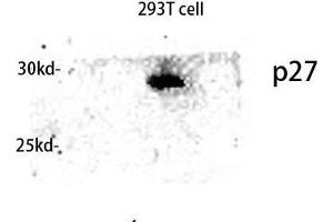 Western Blot (WB) analysis of lysis using p27 antibody. (P27 (Ser235) Antikörper)