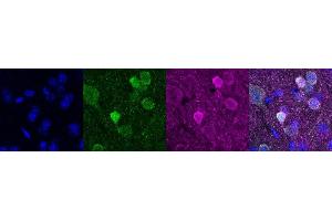 Immunohistochemistry (IHC) image for anti-Purkinje Cell Protein 4 (PCP4) antibody (ABIN7456054)