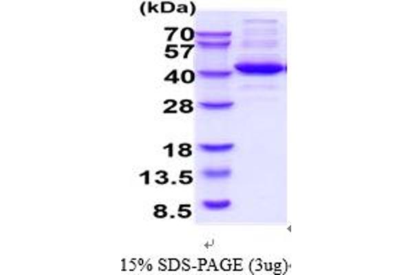 ALDOC Protein (AA 1-364)