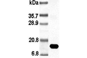 Western blot analysis using anti-Leptin (rat), pAb (Biotin)  at 1:1'000 dilution. (Leptin Antikörper  (Biotin))