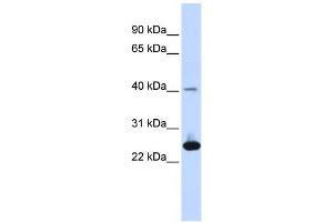 WB Suggested Anti-SELS Antibody Titration: 0.