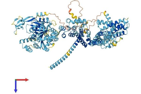 TRPM8 Protein (AA 1-1104) (His tag)