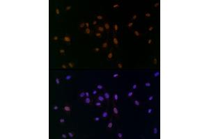 Immunofluorescence analysis of NIH/3T3 cells using TCE Rabbit mAb (ABIN7270877) at dilution of 1:25 (40x lens). (TCEA1 Antikörper)