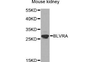 Western blot analysis of extracts of mouse kidney, using BLVRA antibody (ABIN5971952) at 1/1000 dilution. (Biliverdin Reductase Antikörper)