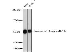 Western blot analysis of extracts of various cell lines, using Neurokinin 1 Receptor (NK1R) (NK1R) Rabbit mAb (ABIN7270711) at 1:1000 dilution. (TACR1 Antikörper)