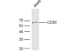 Human A549 probed with Rabbit Anti-CD80 Polyclonal Antibody, Unconjugated  at 1:300 overnight at 4˚C.