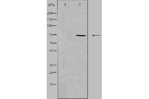 Western blot analysis of extracts from Jurkat cells, using CD6 antibody.
