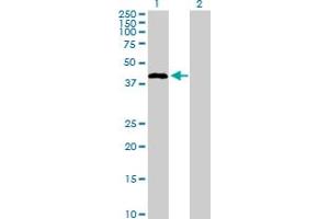 Western Blot analysis of STAC expression in transfected 293T cell line by STAC MaxPab polyclonal antibody.