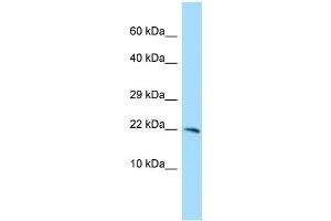 EOLA1 Antikörper  (C-Term)