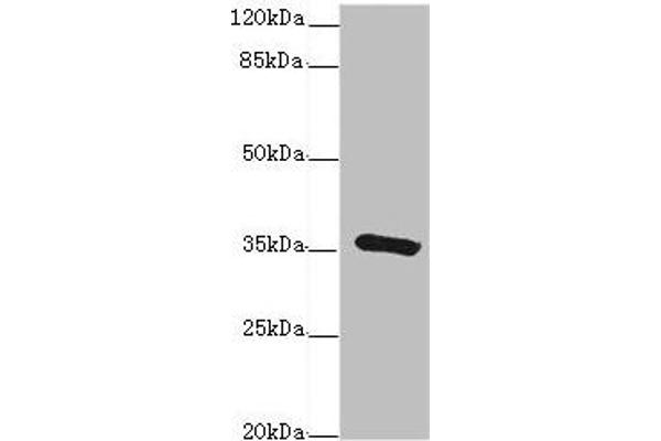 GDA Antikörper  (AA 165-454)