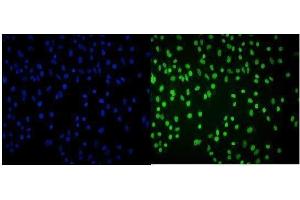 IF analysis of Cbx8 using anti-Cbx8 antibody (ABIN7599341). (CBX8 Antikörper  (AA 1-389))