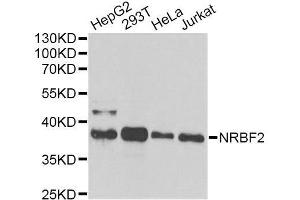 Western blot analysis of extracts of various cell lines, using NRBF2 antibody. (NRBF2 Antikörper  (AA 10-220))