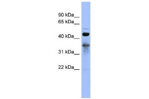 WB Suggested Anti-RBM9  Antibody Titration: 0. (RBM9 Antikörper  (Middle Region))