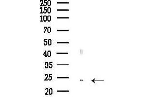 Western blot analysis of lysates from Mouse liver, using HSP Antibody at 1/1000 dilution.