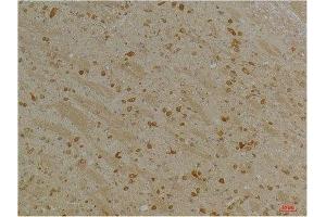 Immunohistochemistry (IHC) analysis of paraffin-embedded Mouse Brain Tissue using Kv10. (KCNH5 Antikörper)