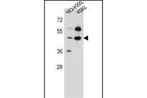 SC65 Antibody (C-term) (ABIN657162 and ABIN2846296) western blot analysis in NCI-,K562 cell line lysates (35 μg/lane). (Leprecan-Like 4 Antikörper  (C-Term))