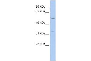 WB Suggested Anti-FBXO15 Antibody Titration: 0. (FBXO15 Antikörper  (N-Term))