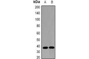 Western blot analysis of Omentin expression in mouse heart (A), rat intestine (B) whole cell lysates.