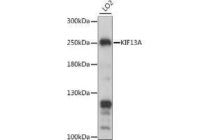 Western blot analysis of extracts of LO2 cells, using KIF13A antibody (ABIN7268122) at 1:1000 dilution. (KIF13A Antikörper  (AA 1300-1600))