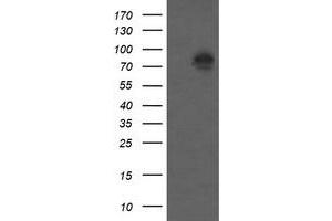 Image no. 8 for anti-Catenin (Cadherin-Associated Protein), beta 1, 88kDa (CTNNB1) antibody (ABIN1496898) (CTNNB1 Antikörper)
