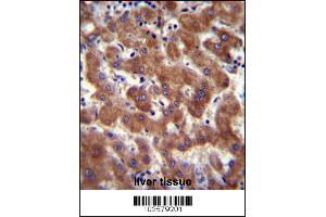 Androgen Receptor Antibody (ANDR) immunohistochemistry analysis in formalin fixed and paraffin embedded human liver tissue followed by peroxidase conjugation of the secondary antibody and DAB staining. (Androgen Receptor Antikörper  (AA 365-392))