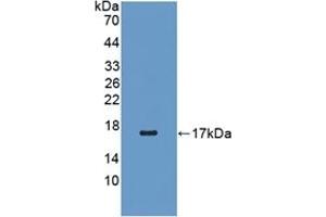Western Blotting (WB) image for anti-Retinol Binding Protein 5, Cellular (RBP5) (AA 2-135) antibody (ABIN7439078)