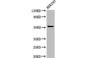 Western Blot Positive WB detected in: HEK293 whole cell lysate All lanes: CYP39A1 antibody at 3 μg/mL Secondary Goat polyclonal to rabbit IgG at 1/50000 dilution Predicted band size: 55 kDa Observed band size: 55 kDa (CYP39A1 Antikörper  (AA 235-392))