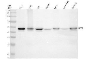 Western blot analysis of MBD2 using anti-MBD2 antibody (ABIN7605501).