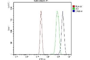 Flow Cytometry analysis of RAW264. (CAMK4 Antikörper  (AA 19-469))