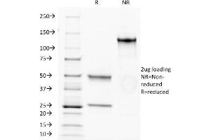 SDS-PAGE Analysis Purified CD34 MAb (HPCA1/1171). (CD34 Antikörper)