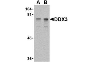 Western blot analysis of DDX3 in HepG2 cell lysate with AP30282PU-N DDX3 antibody at (A) 0. (DDX3X Antikörper  (N-Term))
