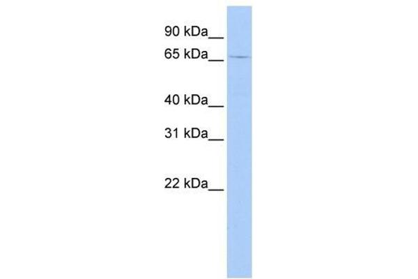 GSPT2 Antikörper  (N-Term)