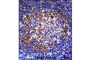 X5 Antibody (Center) (ABIN655650 and ABIN2845125) immunohistochemistry analysis in formalin fixed and raffin embedded human tonsil tissue followed by peroxidase conjugation of the secondary antibody and DAB staining. (PAX5 Antikörper  (AA 178-207))